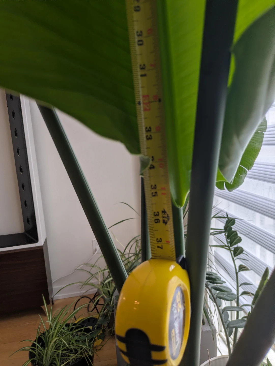 Two Bird of Paradise Potted Plants - photo 3