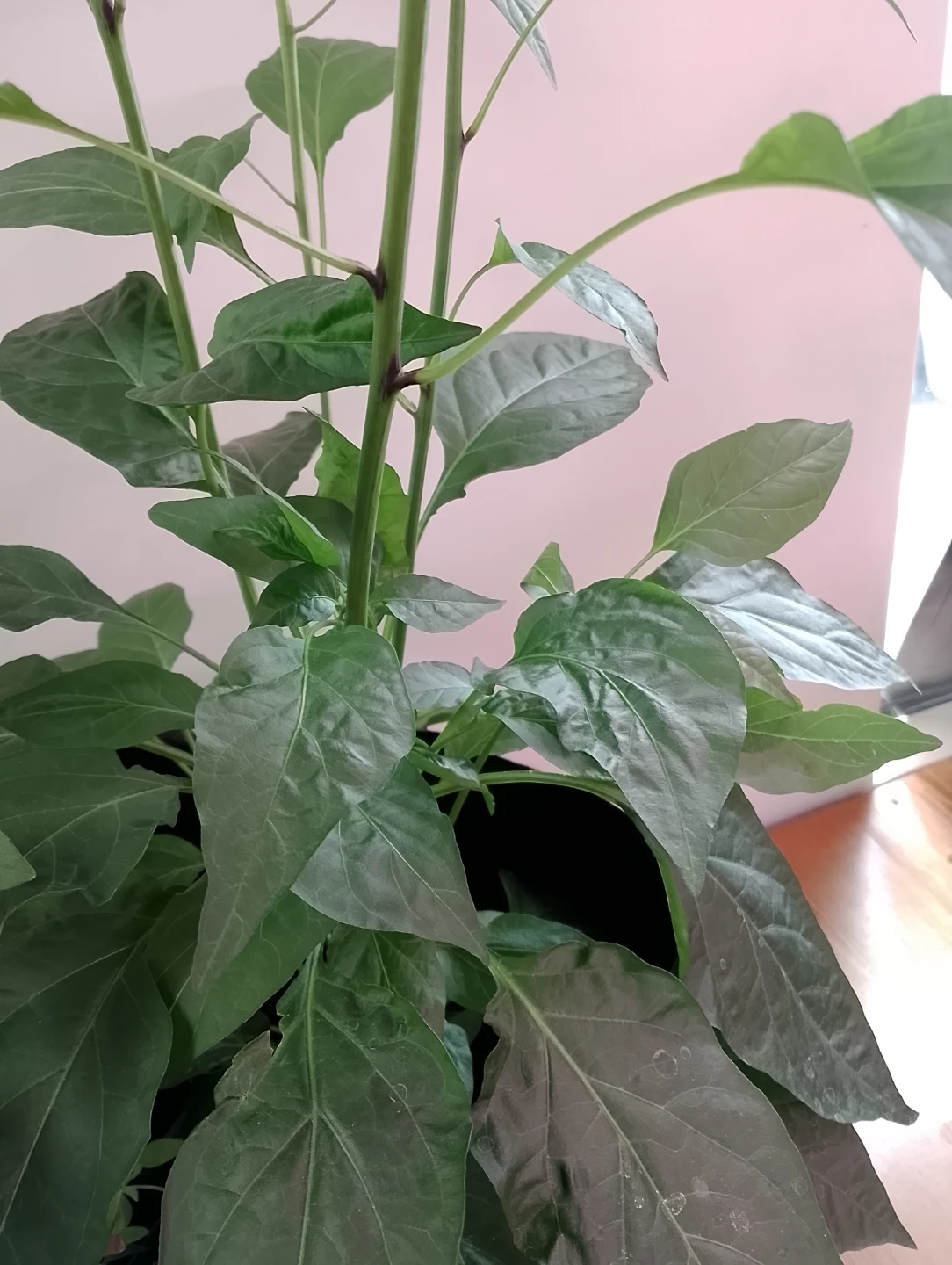 Grow Bag with Cayenne Pepper + Thai Basil + Garlic Chive - photo 3