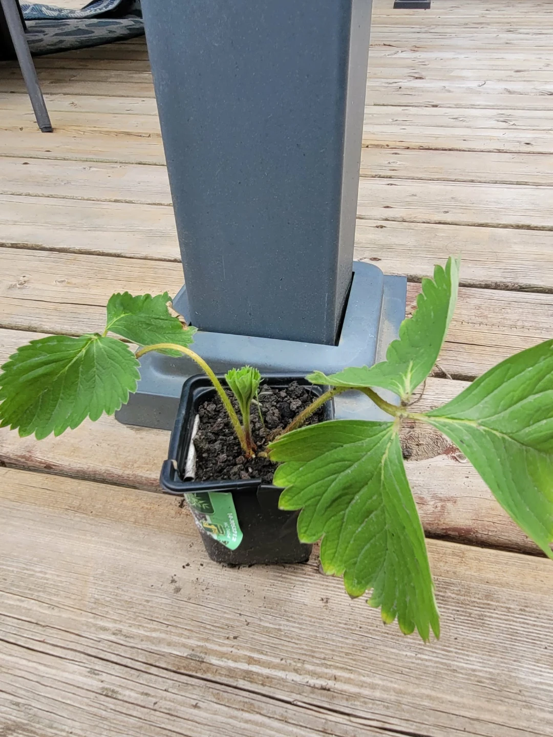 Strawberry Plant in Pot
