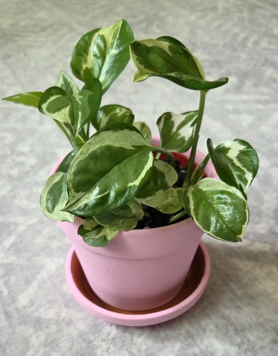 Pothos n Joy (4" pot) 🪴 - photo 4