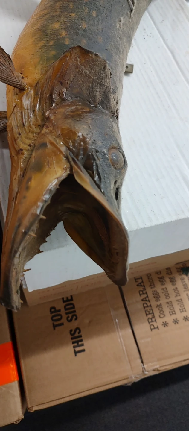 27" Fish Mount Decor