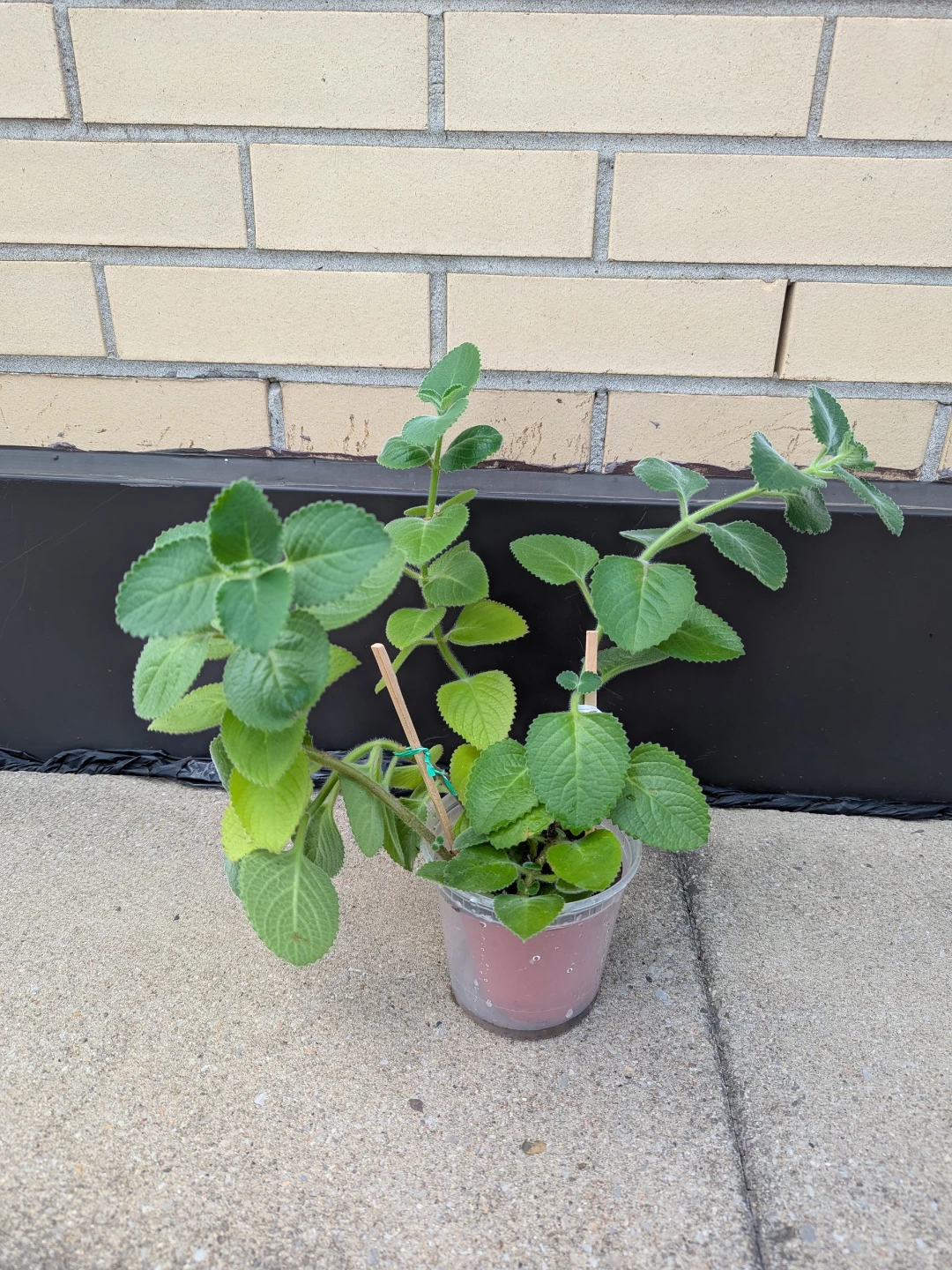 Cuban Oregano/Indian Borage/Mexican mint Plant
