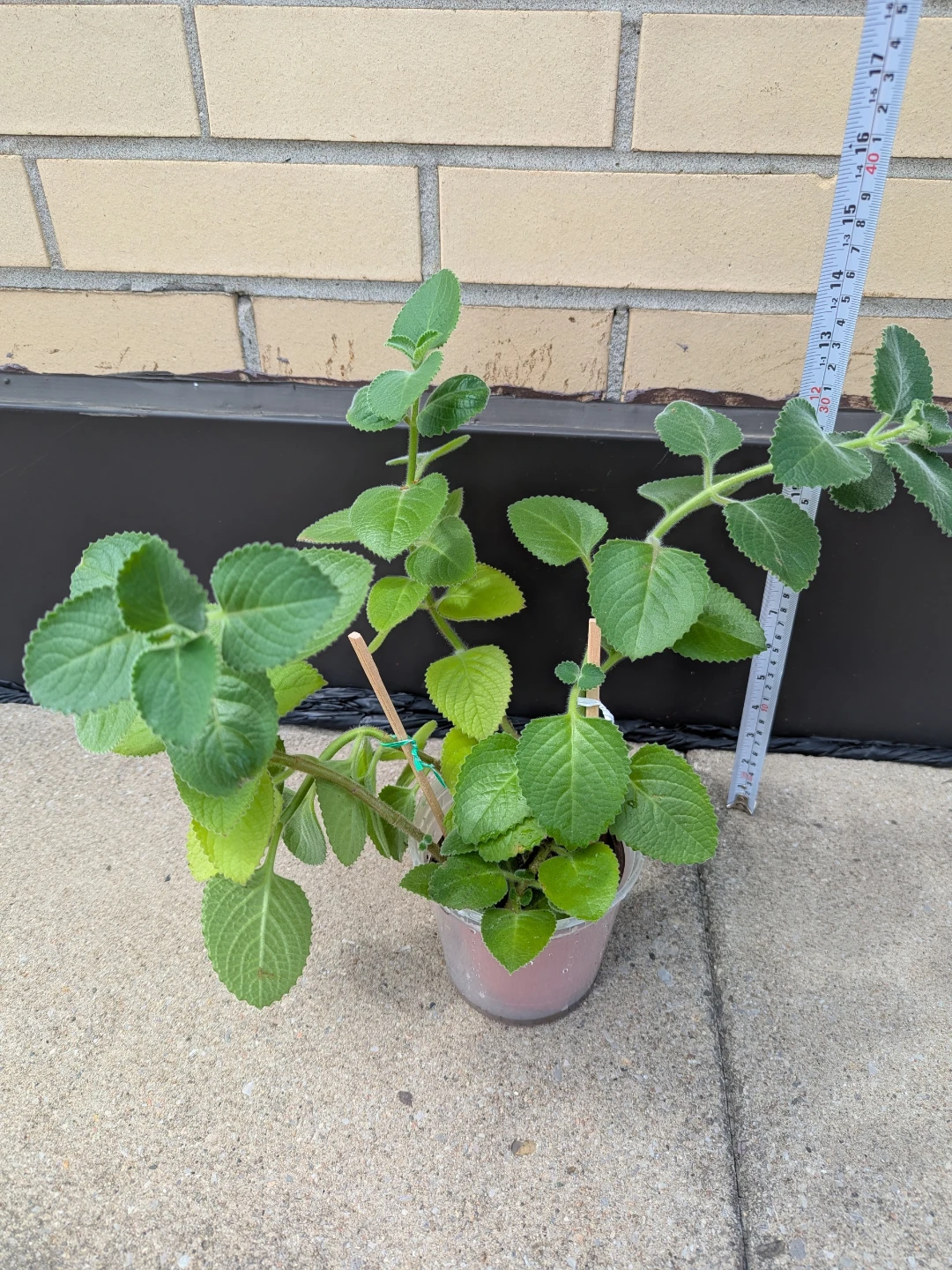 Cuban Oregano/Indian Borage/Mexican mint Plant - photo 3