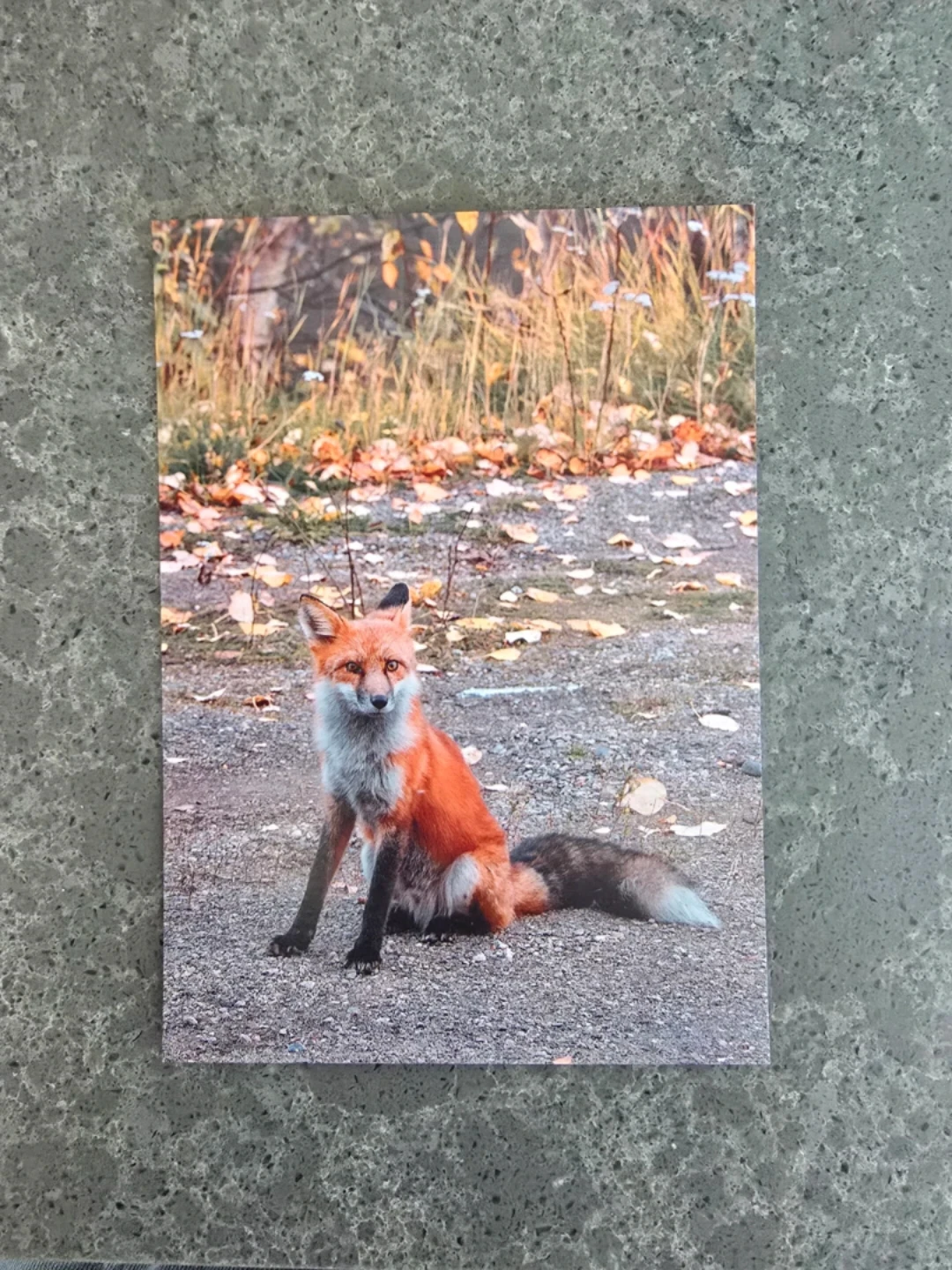 Fox Photo Postcard, 5x7
