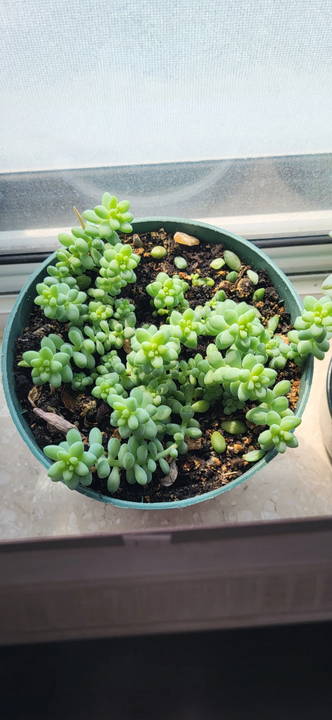 Burro's Tails