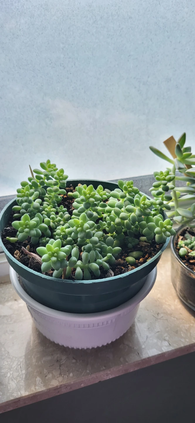 Burro's Tails - photo 2