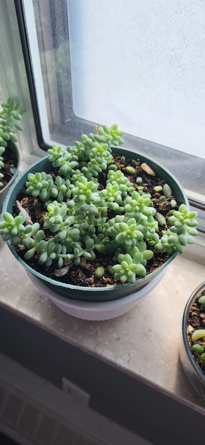 Burro's Tails - photo 3