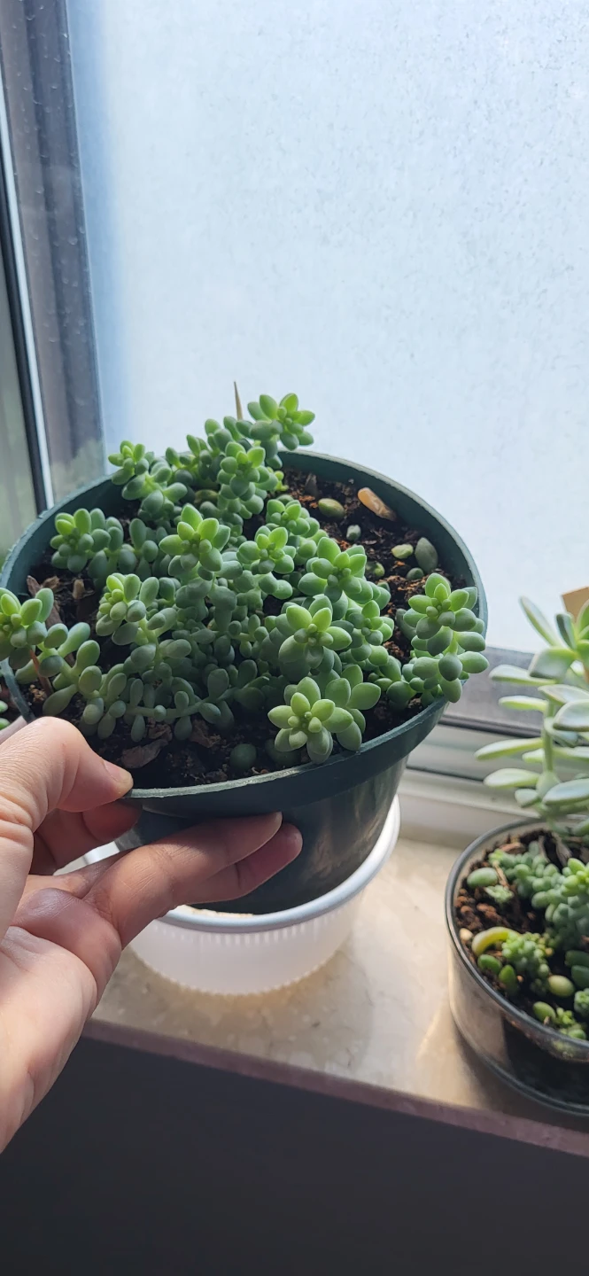 Burro's Tails - photo 4