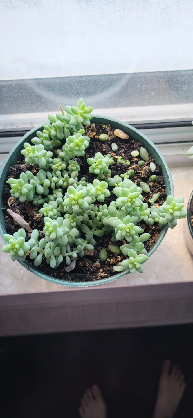 Burro's Tails - photo 5