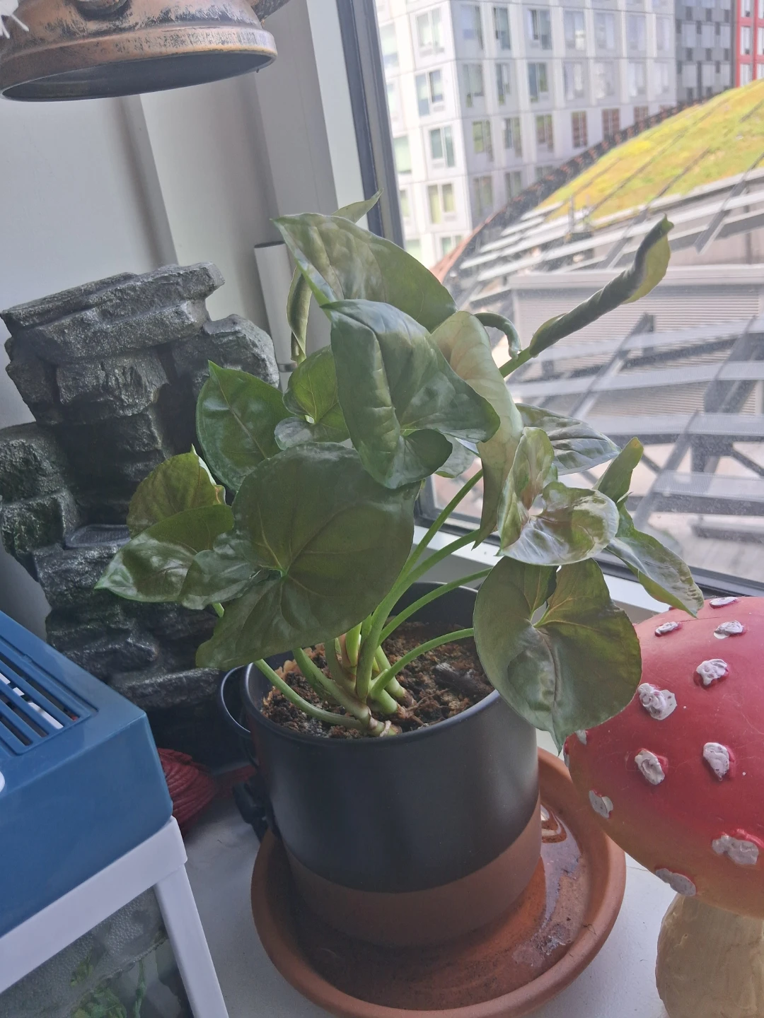 Healthy Pothos Plant in Pot