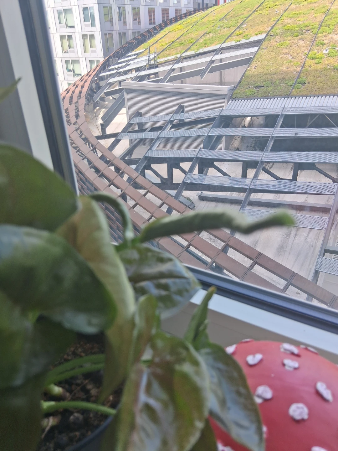 Healthy Pothos Plant in Pot - photo 2