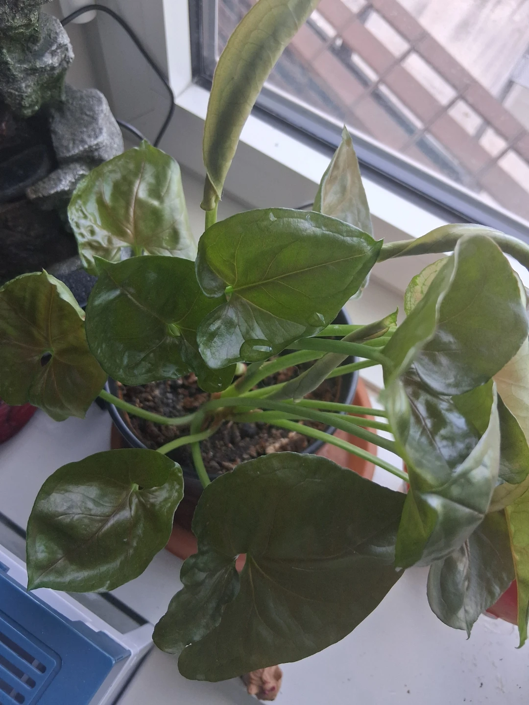 Healthy Pothos Plant in Pot - photo 3