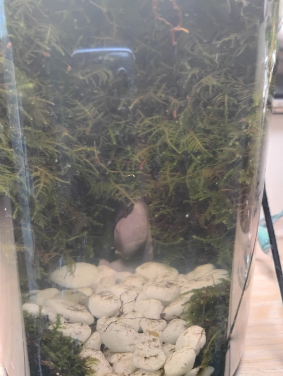 Terrarium with LED Grow Light - photo 3
