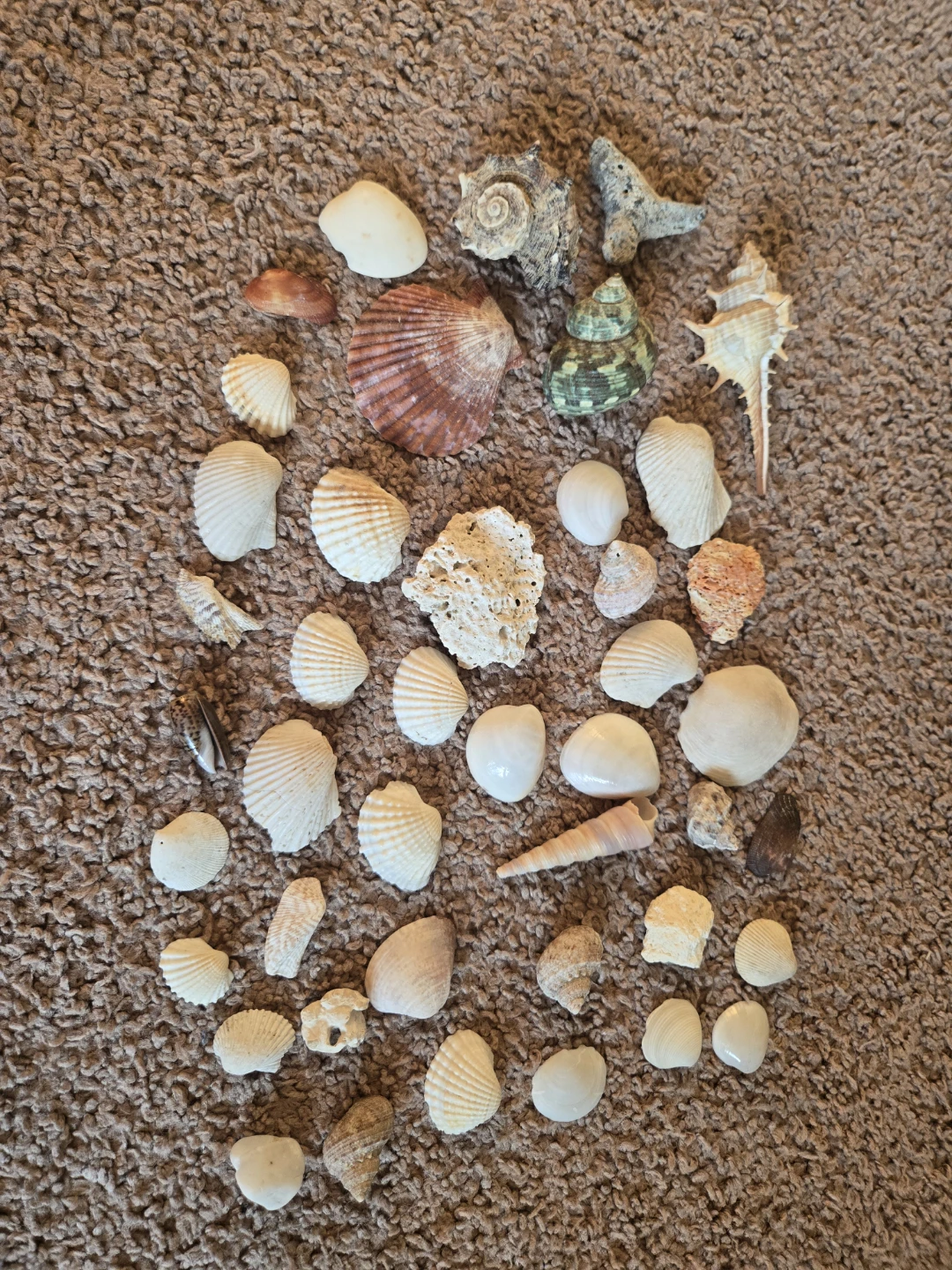 Real Seashells drom JAMAICA Collection