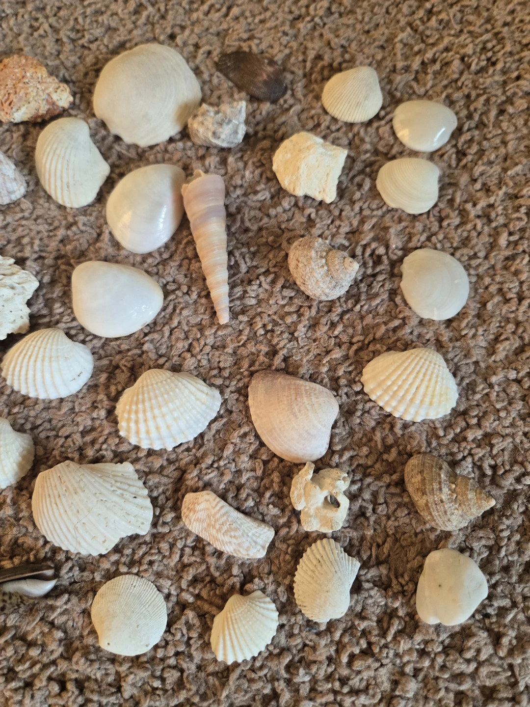 Real Seashells drom JAMAICA Collection - photo 2