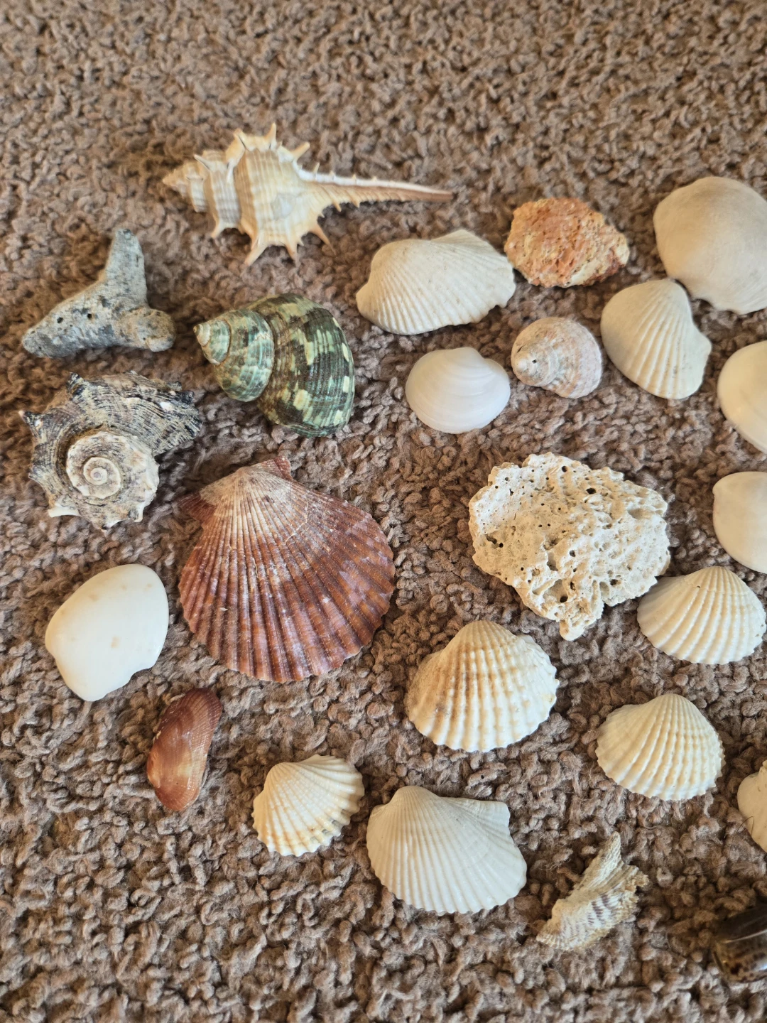 Real Seashells drom JAMAICA Collection - photo 3
