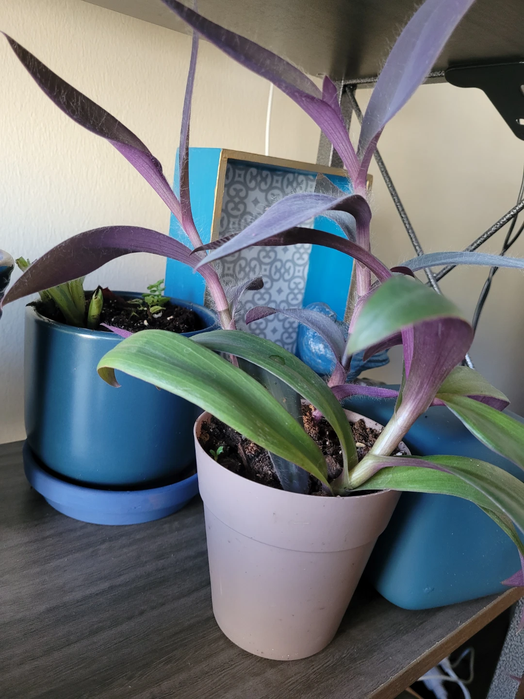 Tradescantia Zebrina Plant