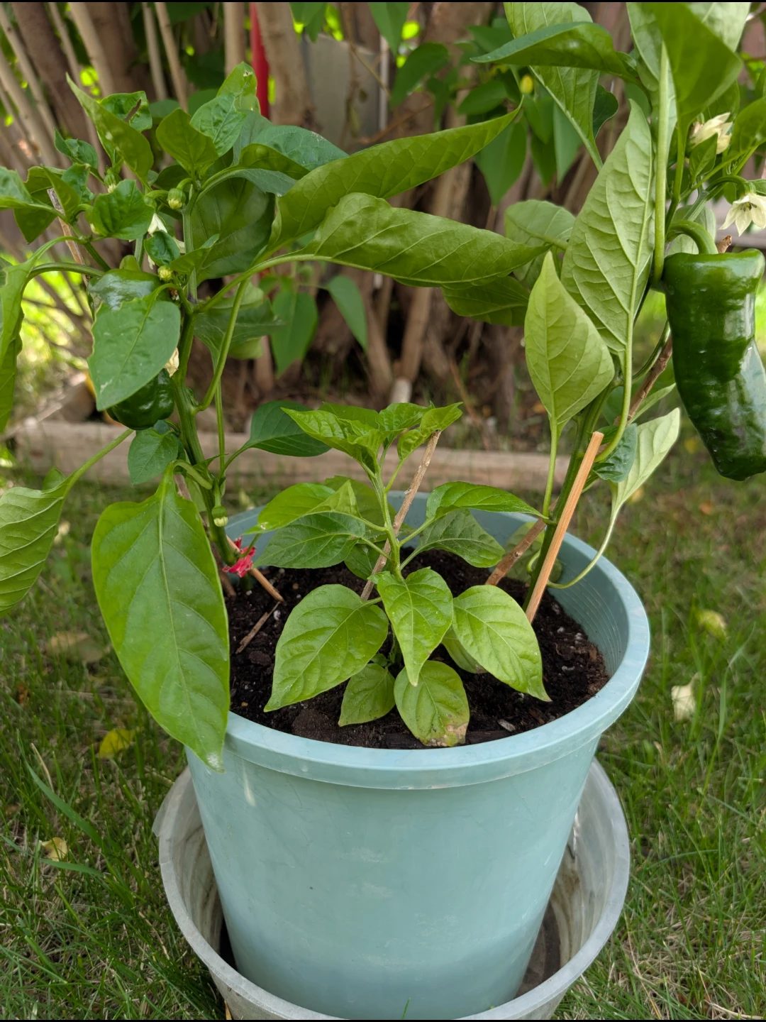 Red Bell and Habanero Pepper Plants in a Pot - photo 2