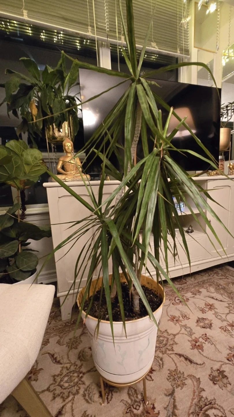 Dracaena Marginata Plant in White Pot with Stand - photo 4