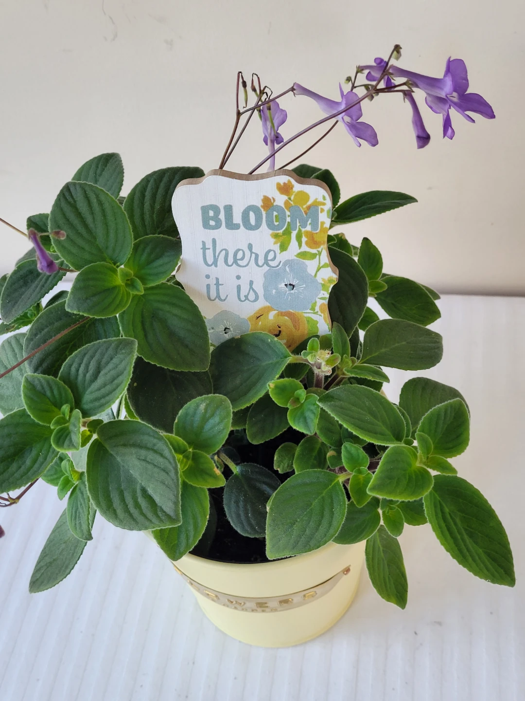 Flowering False African violet Plant in Yellow Pot - photo 2