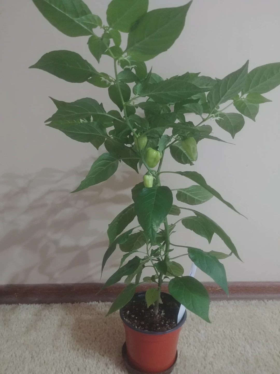 Potted Indoor Habenaro