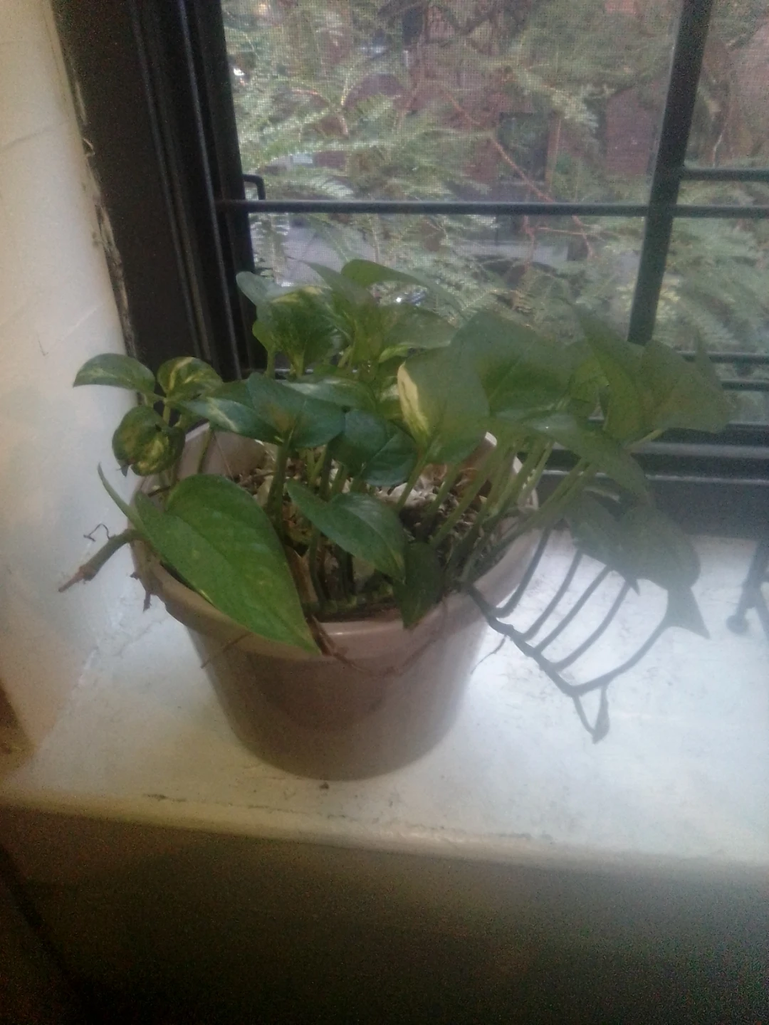 Hang plant. Pothos Plant in Pot ⚽
