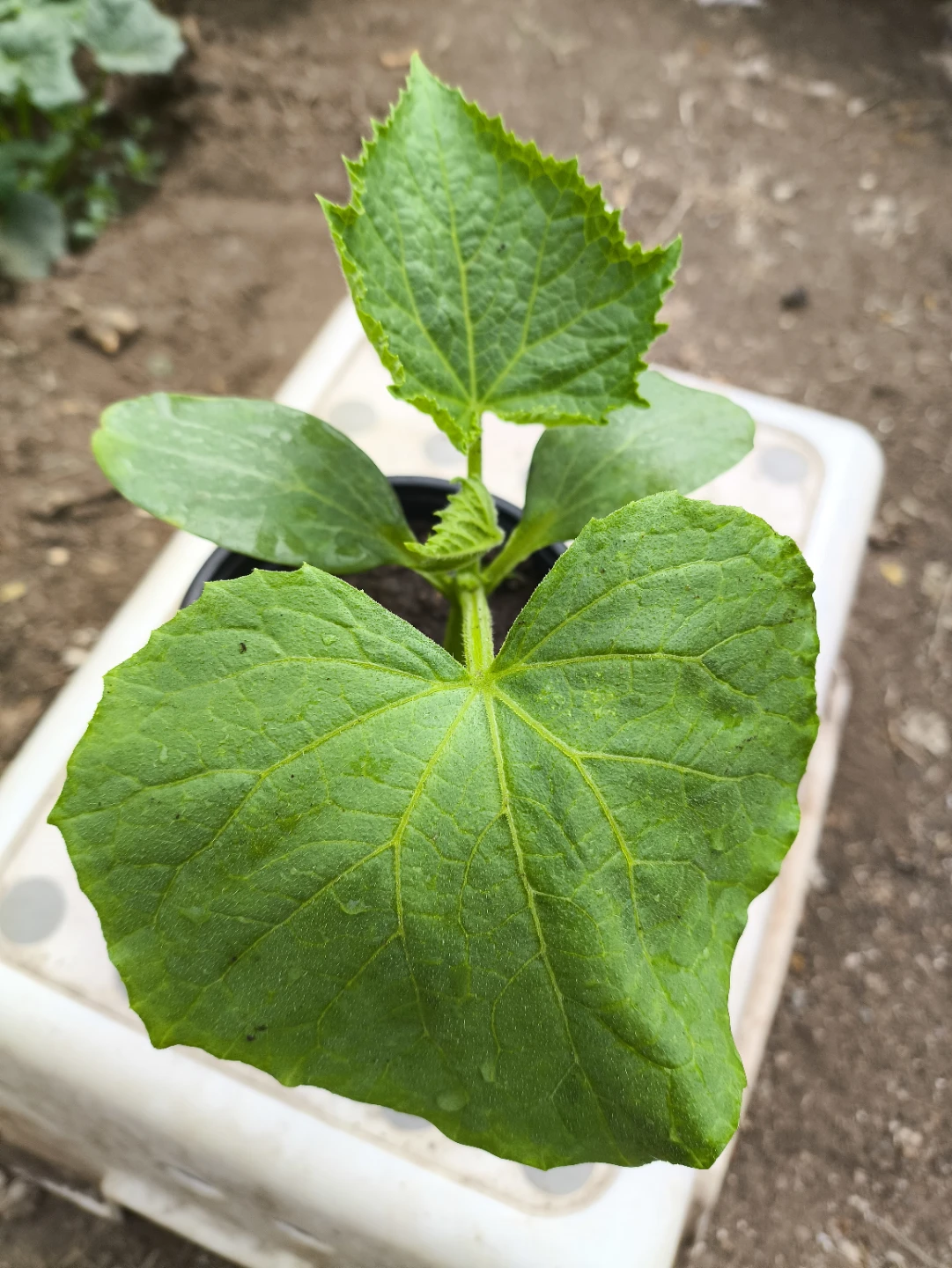 Crispy Cucumber seedlings. $5 each, Minimum purchase 2 plants - photo 2