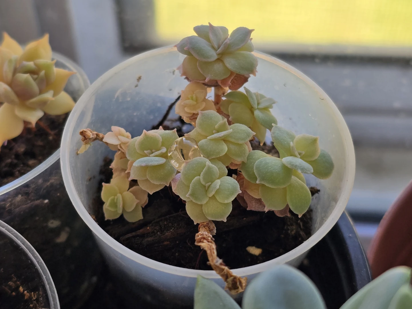 Mini Succulent Plants in shot glass