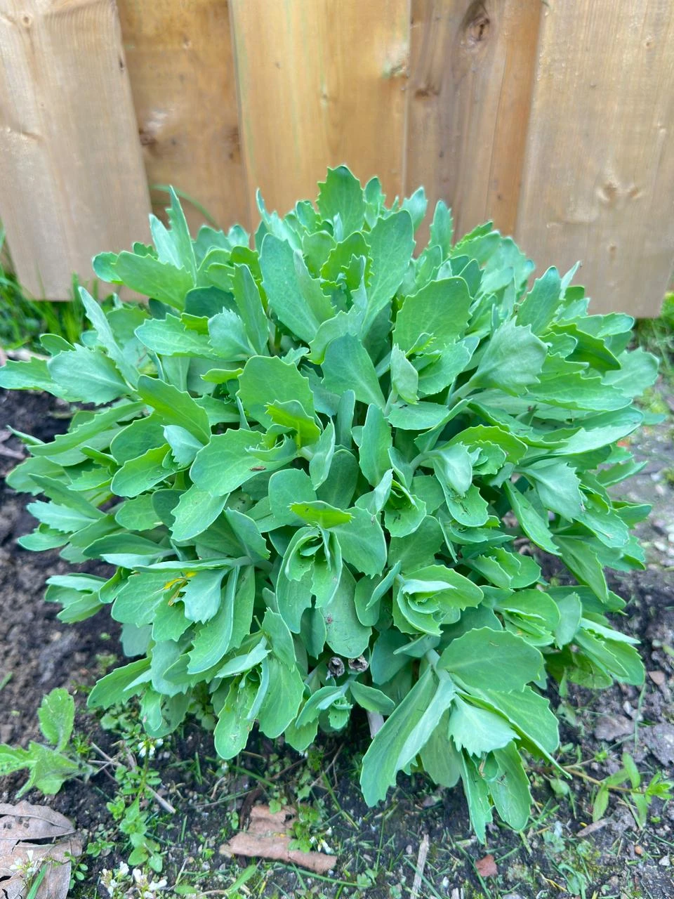 Healthy Sedum plant