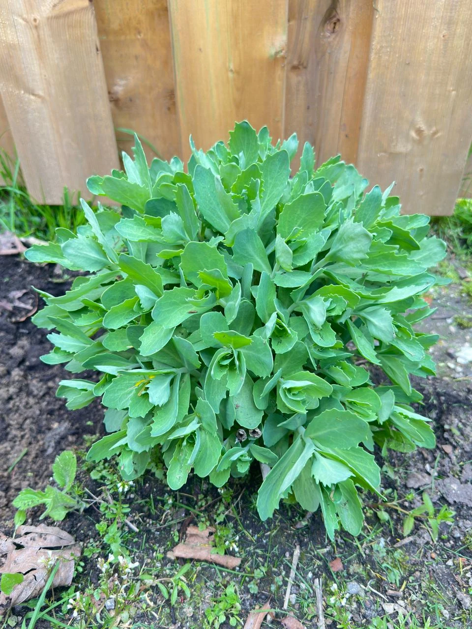 Healthy Sedum plant - photo 2