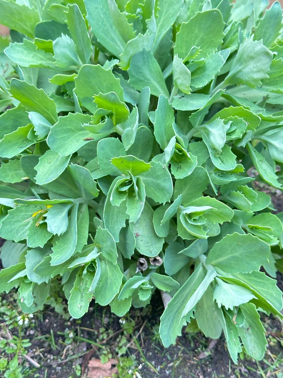 Healthy Sedum plant - photo 3