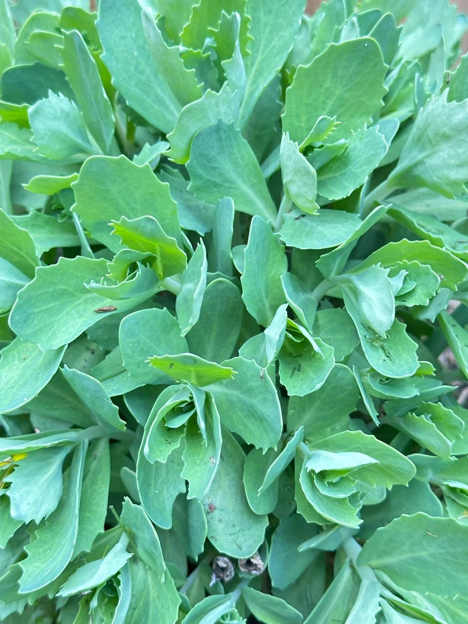 Healthy Sedum plant - photo 4