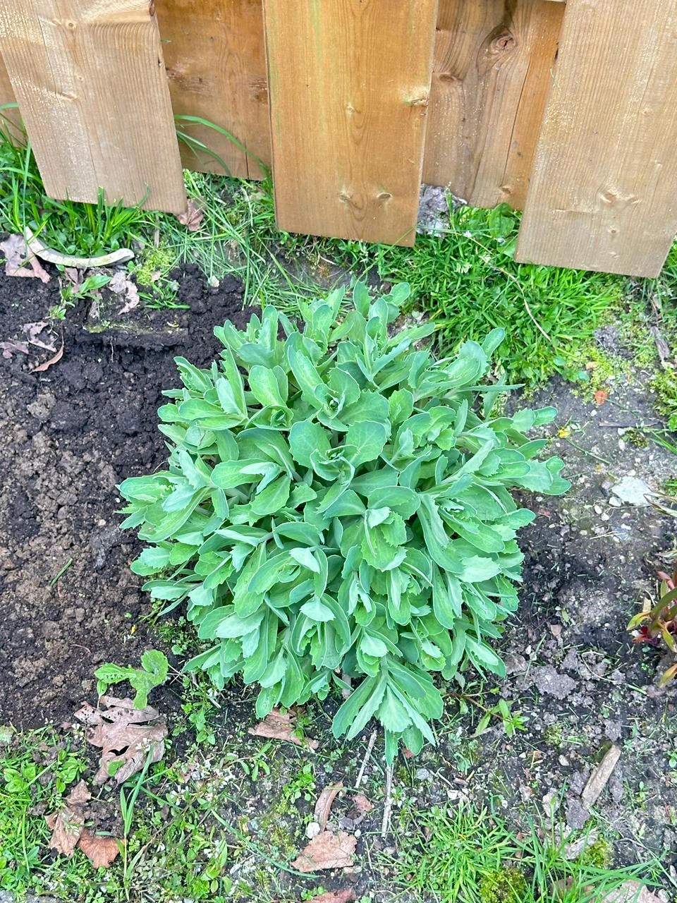 Healthy Sedum plant - photo 5