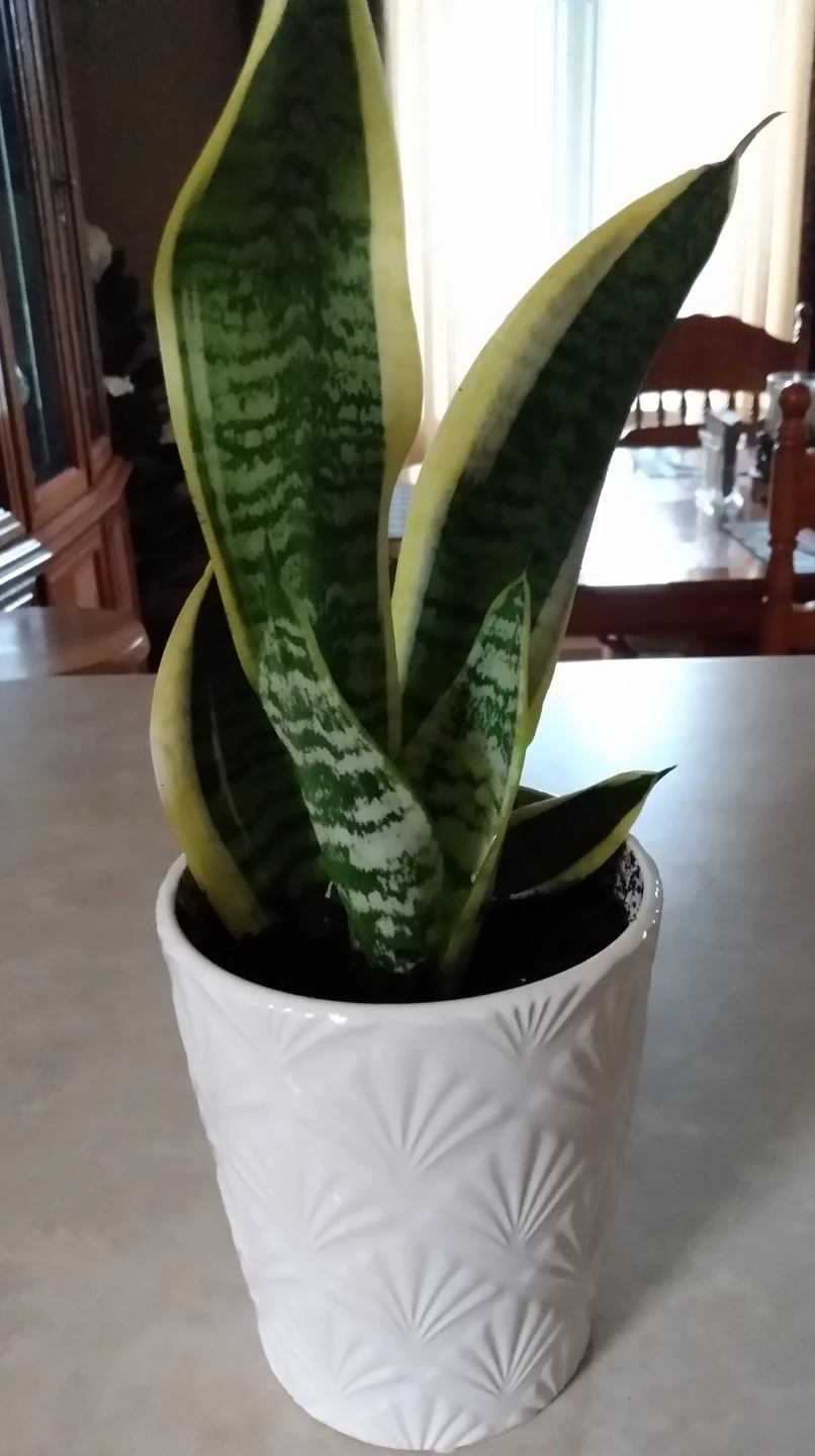 Healthy indoor Snake Plant in white Ceramic pot