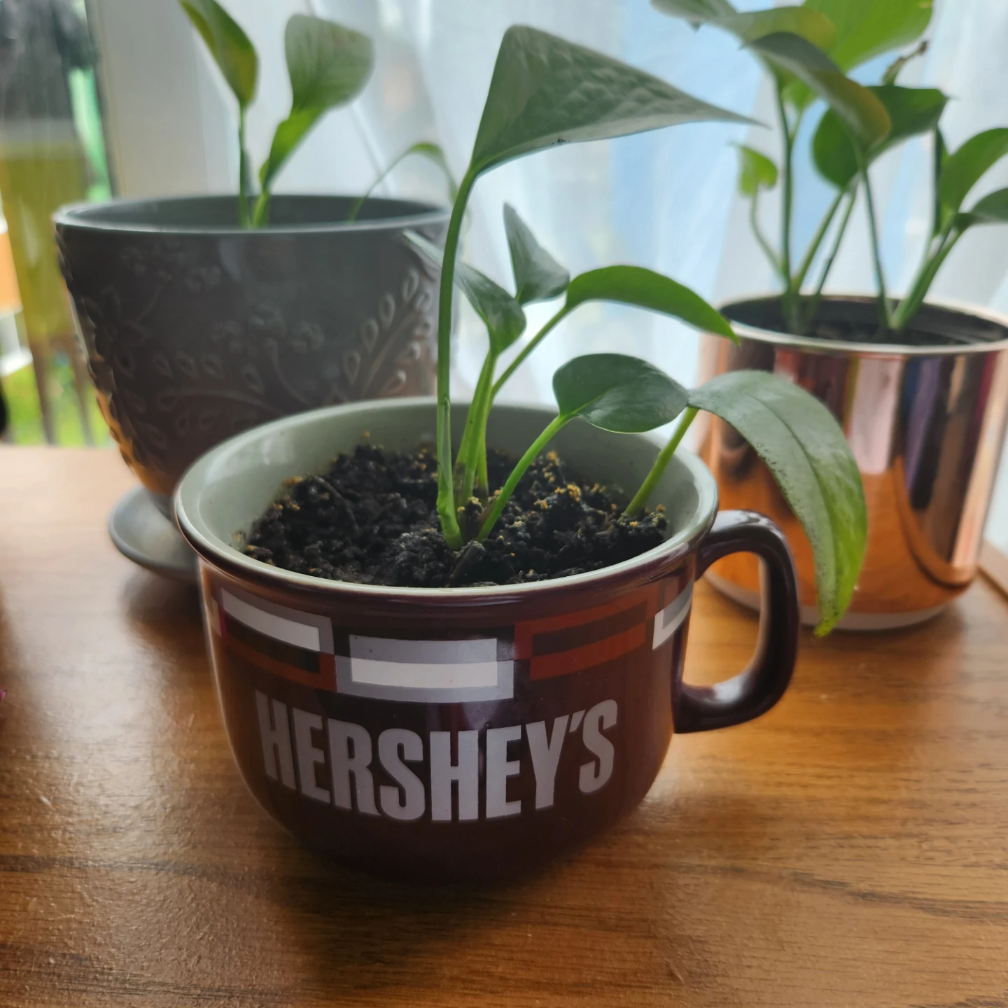 Pothos Plant in Hershey's Mug - photo 5
