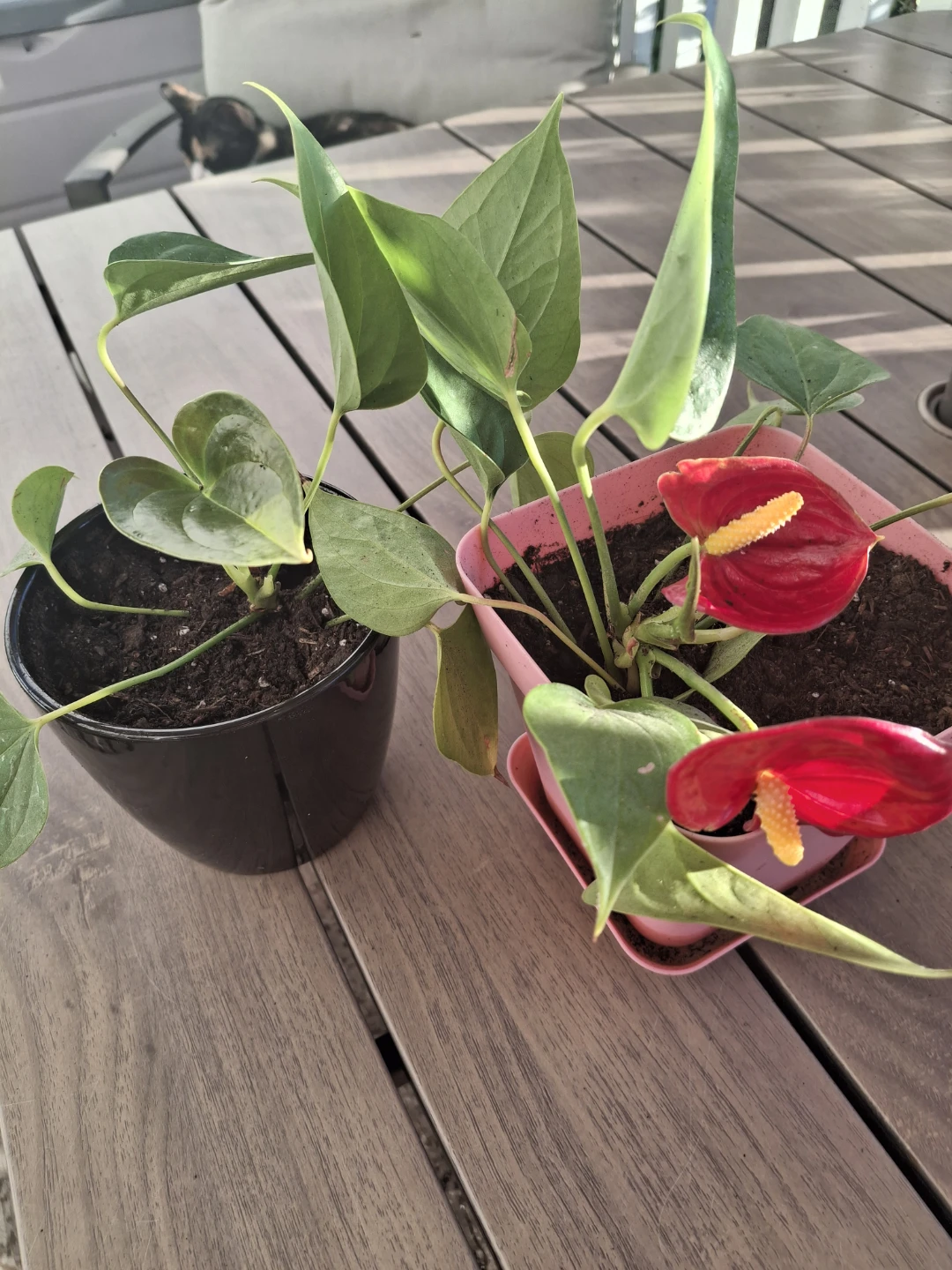 Two potted Anthurium plants with red flowers