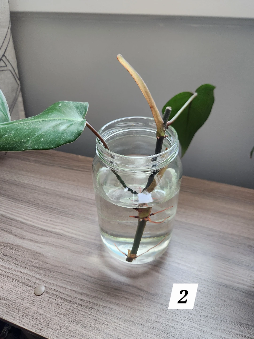 Emerald Red Philodendron Cuttings in Water - photo 4
