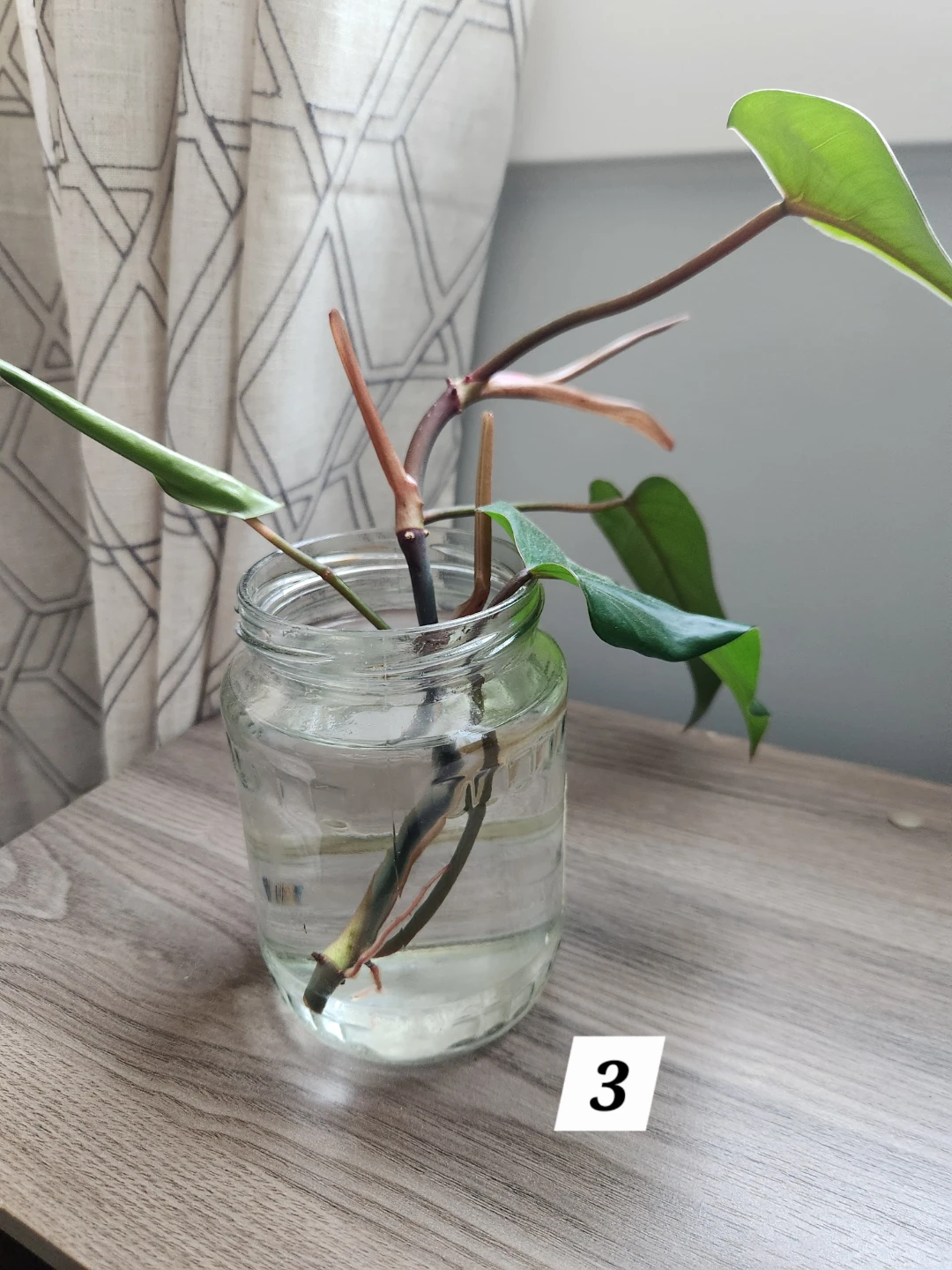 Emerald Red Philodendron Cuttings in Water - photo 5