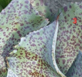 Mangave Sponge Paint Plant Pups - photo 3