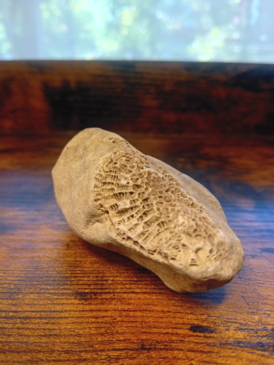 Interesting Fossilized Rock