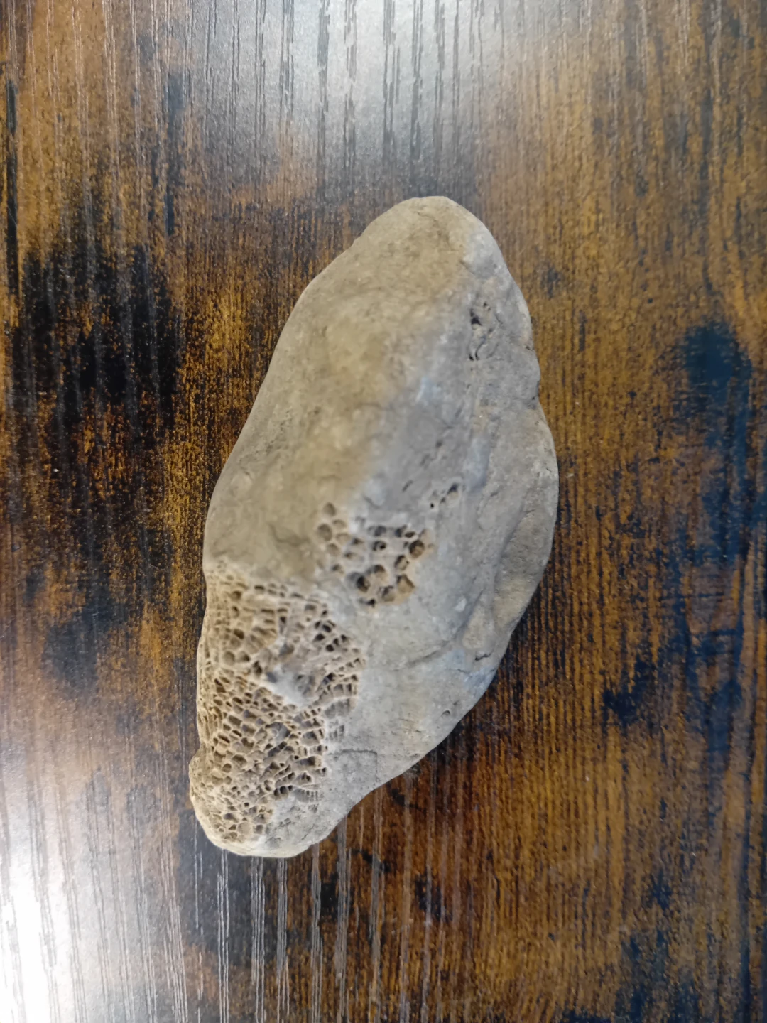 Interesting Fossilized Rock - photo 3