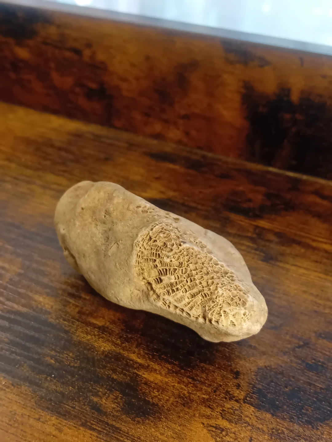 Interesting Fossilized Rock - photo 4