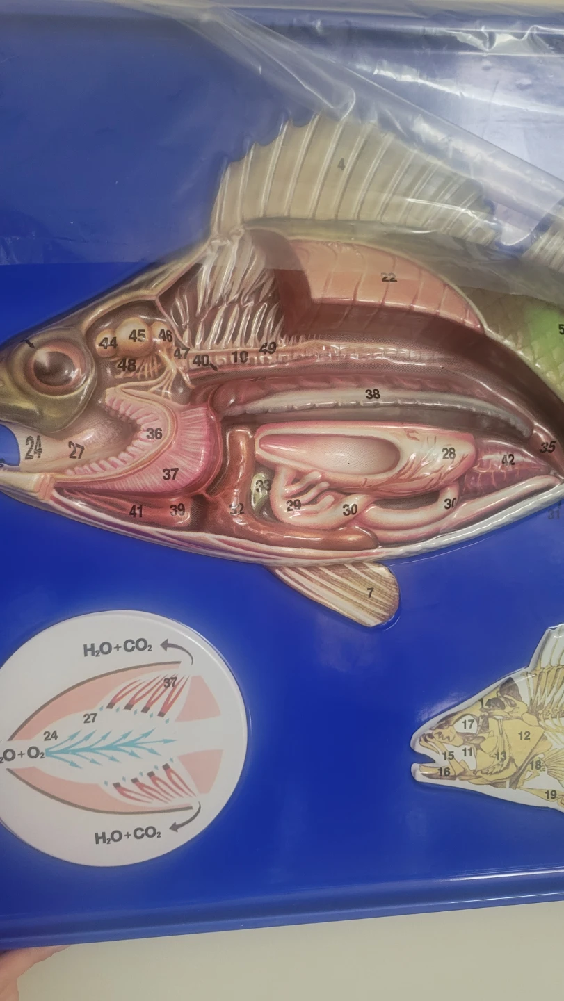 Scientific Perch 3D Fish Anatomy  Shows the typical bony .... - photo 3