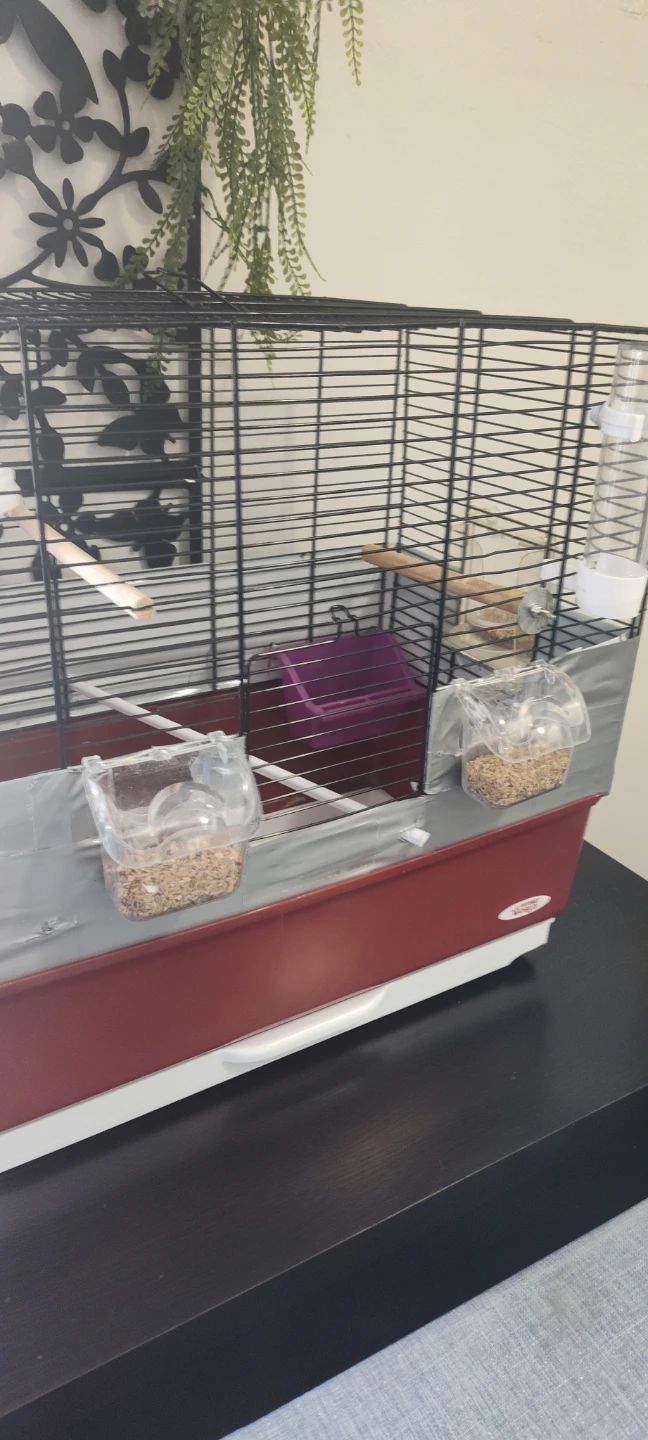 Bird Cage