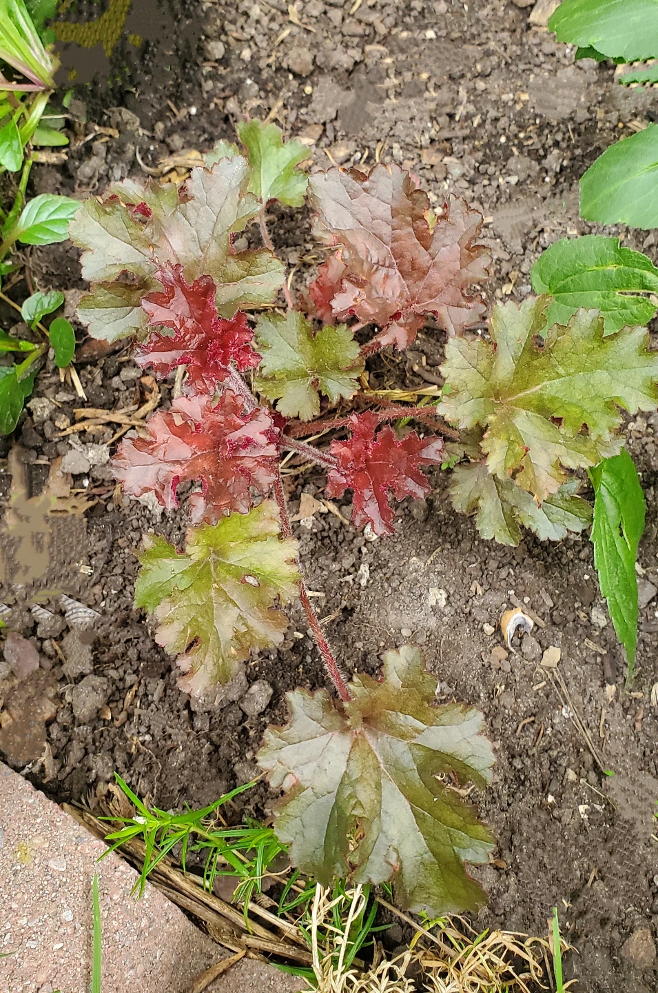 Coral Bell