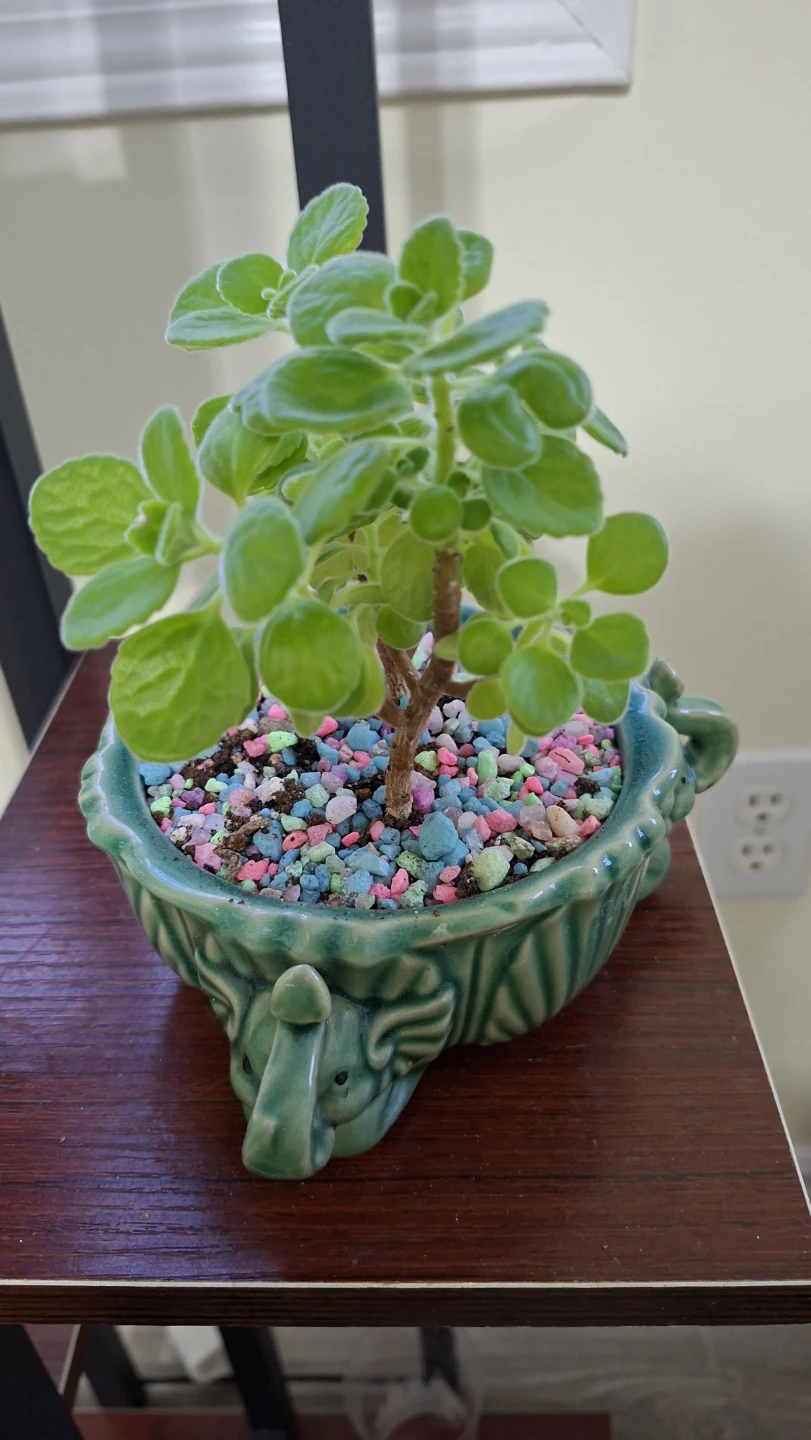 Mexican mint Plants in Ceramic Planter