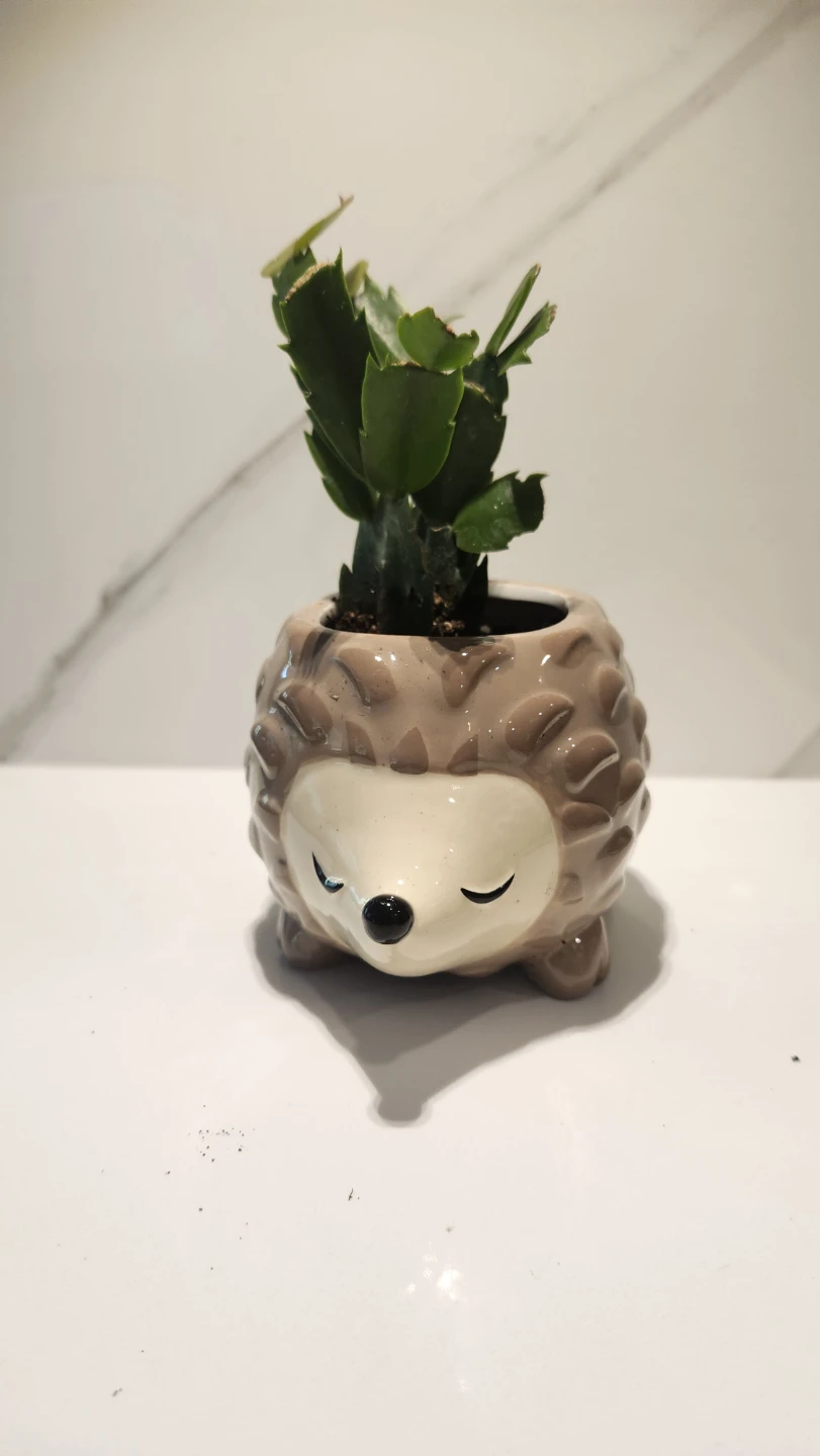 Upcycled hedgehog mug with plant