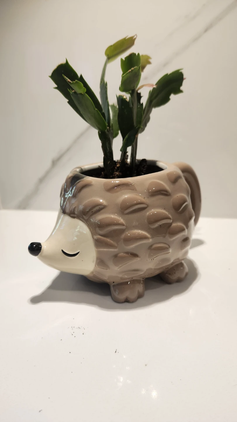 Upcycled hedgehog mug with plant - photo 2