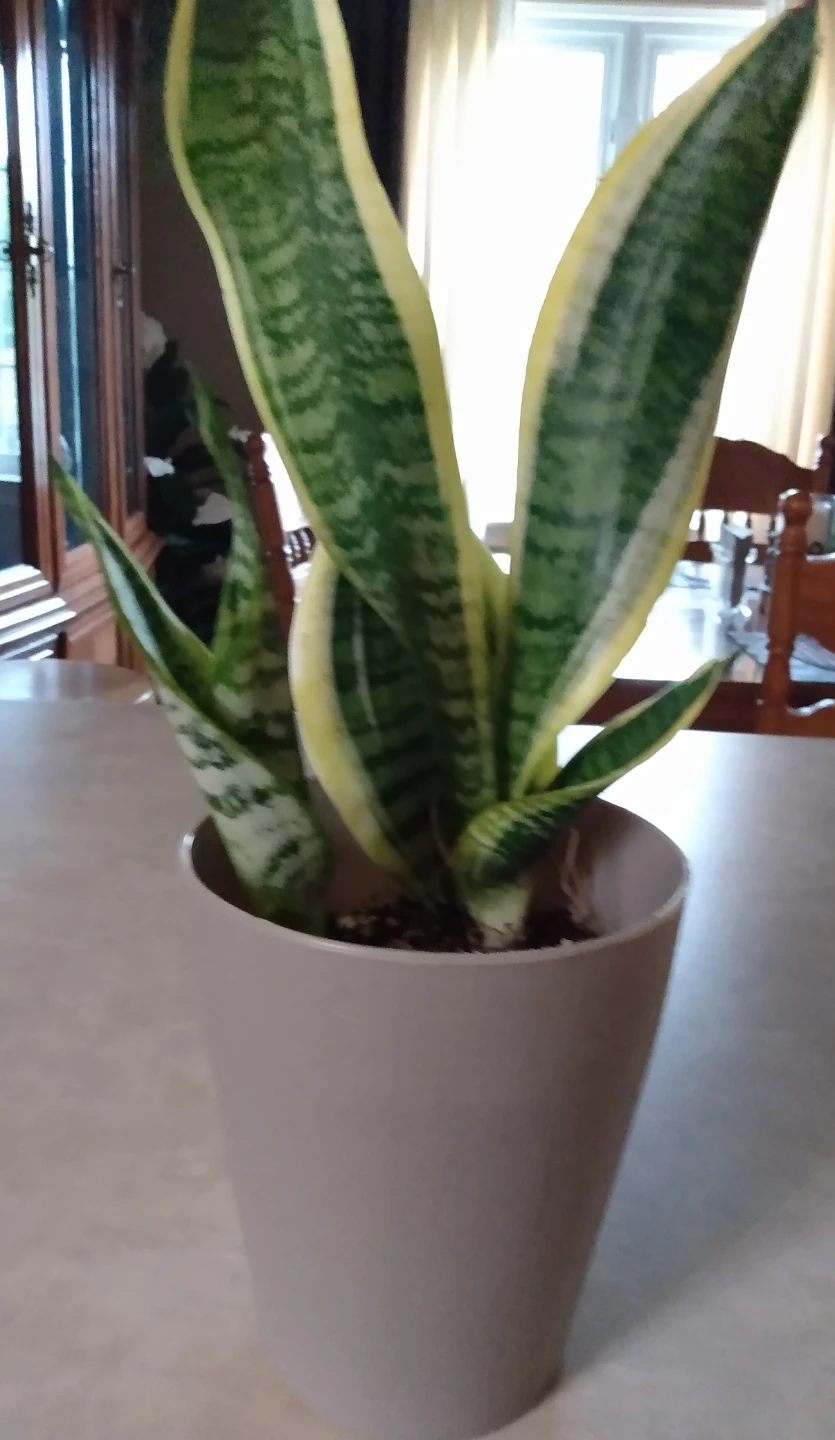 Live indoor Sansevieria Plant in Pot - photo 2