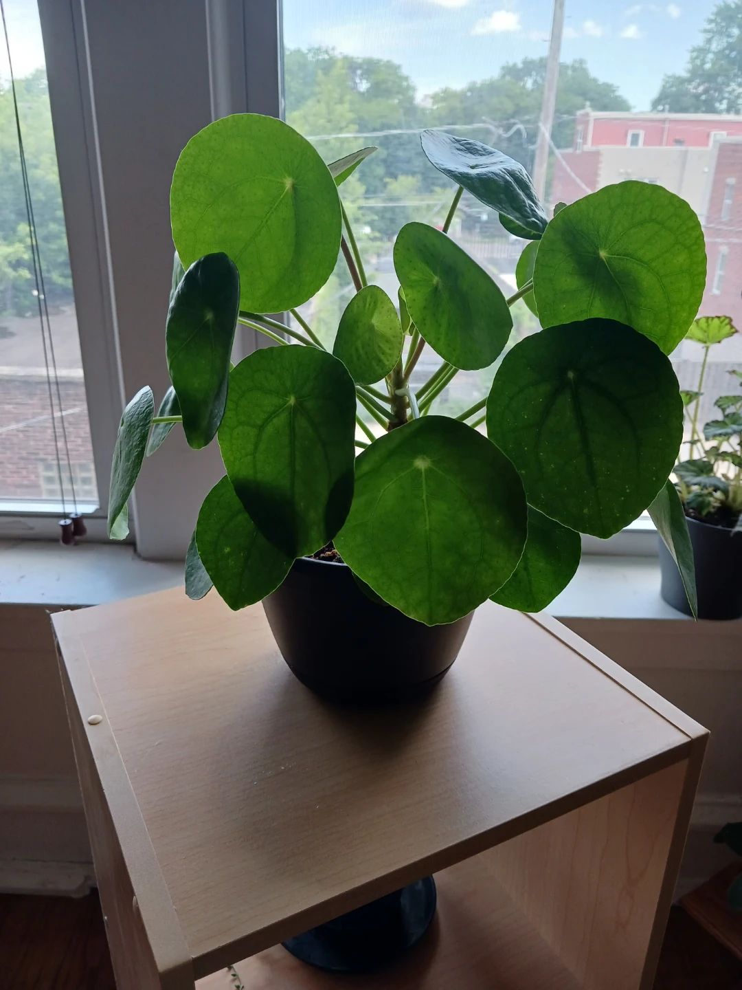 Pilea Peperomioides Plant